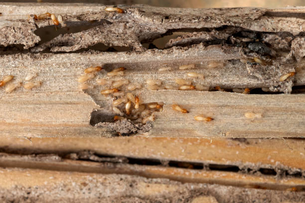 Best Termite Control Services  in Prineville Lake Acres, OR